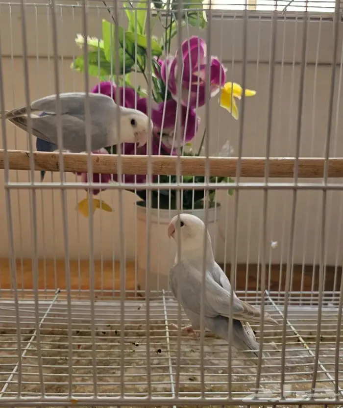 زوج روز منتج (( تم البيع )) 4