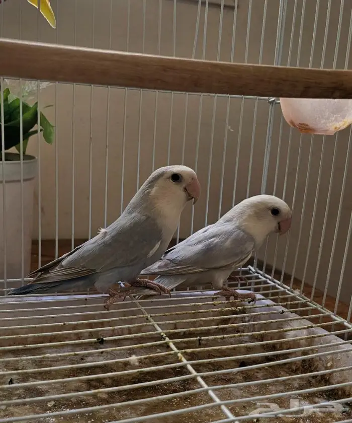 زوج روز منتج (( تم البيع )) 2