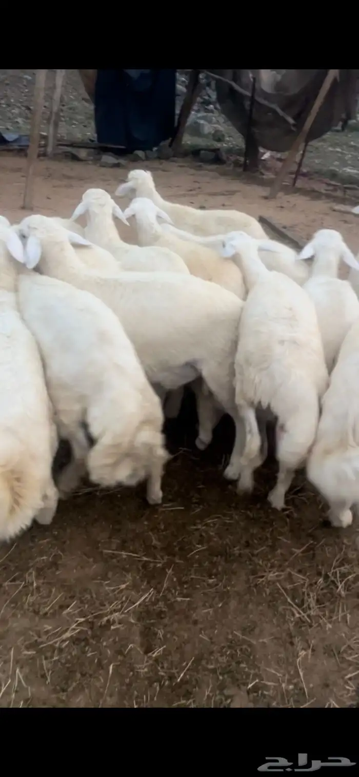 طليان حري وسواكني تربيه وتيوس مع الذبح والتوصيل داخل مكه 0