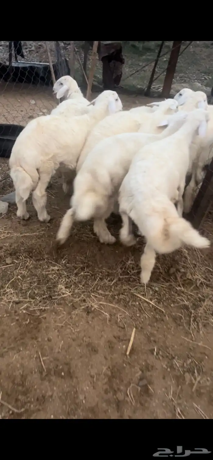 طليان حري وسواكني تربيه وتيوس مع الذبح والتوصيل داخل مكه 3