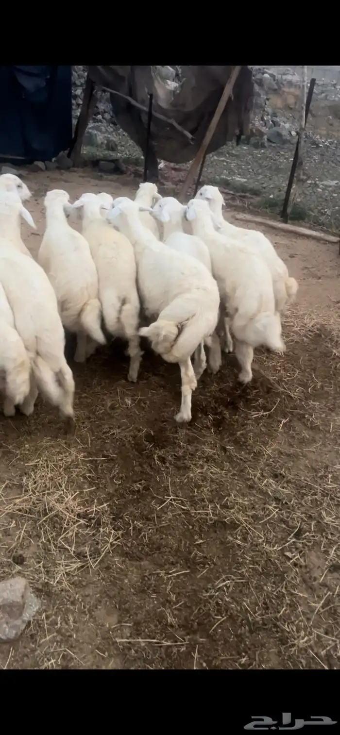 طليان حري وسواكني تربيه وتيوس مع الذبح والتوصيل داخل مكه 1