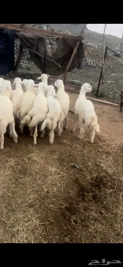 طليان حري وسواكني تربيه وتيوس مع الذبح والتوصيل داخل مكه 2