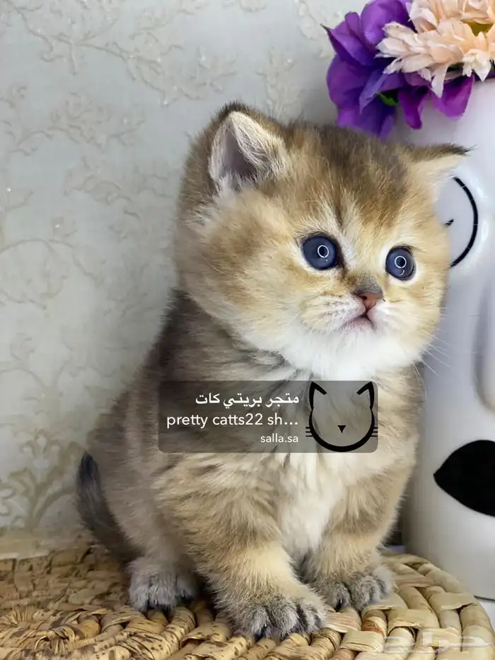 سكوتش فولد قولد بيور سكوتش ستريت سلفر برتش قطط قطه قطوه قطو 6