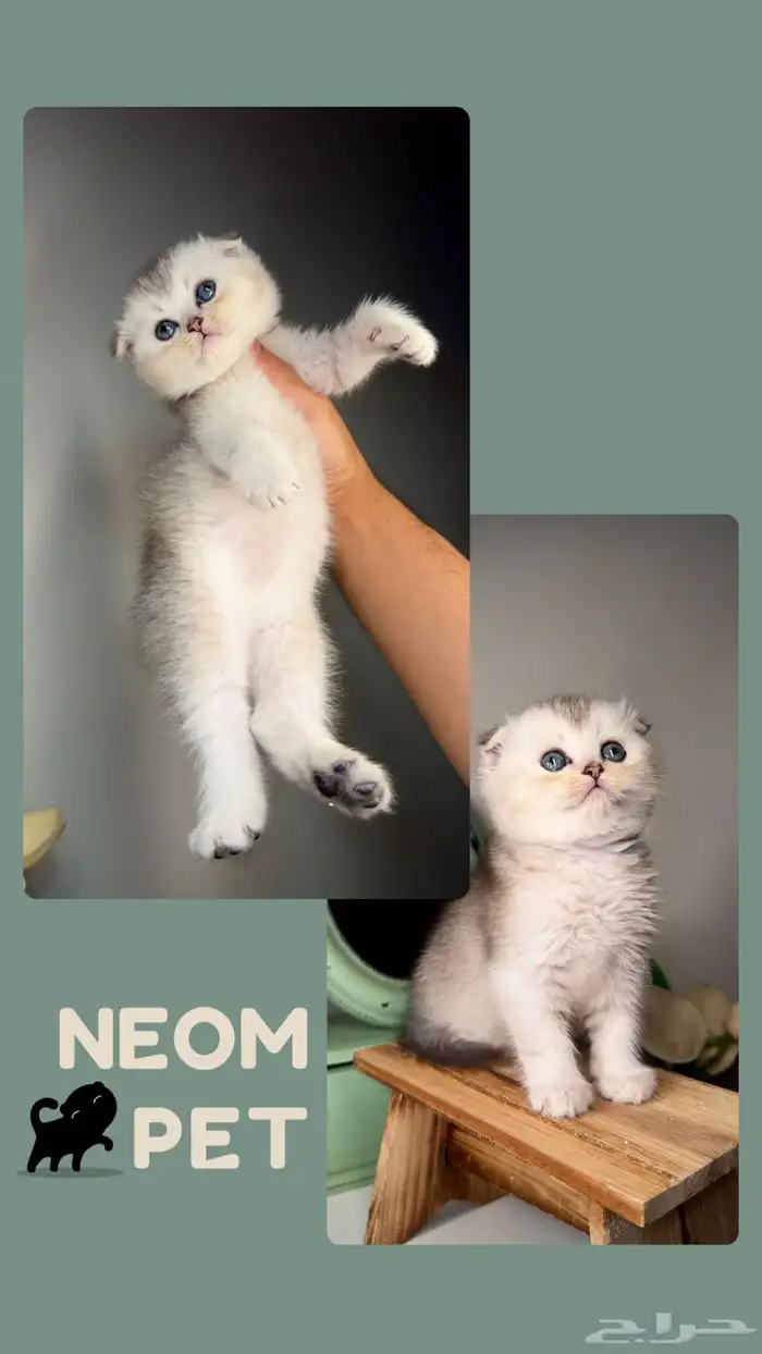 سكوتش فولد قطط للبيع صغيرة كيتن جدة مكة الطايف ذكر انثى قطه 2