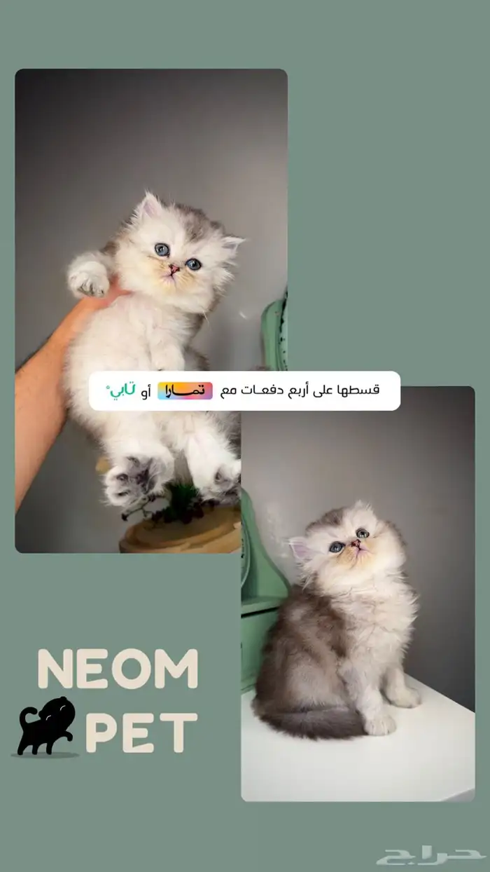 سكوتش فولد قطط للبيع صغيرة كيتن جدة مكة الطايف ذكر انثى قطه 1