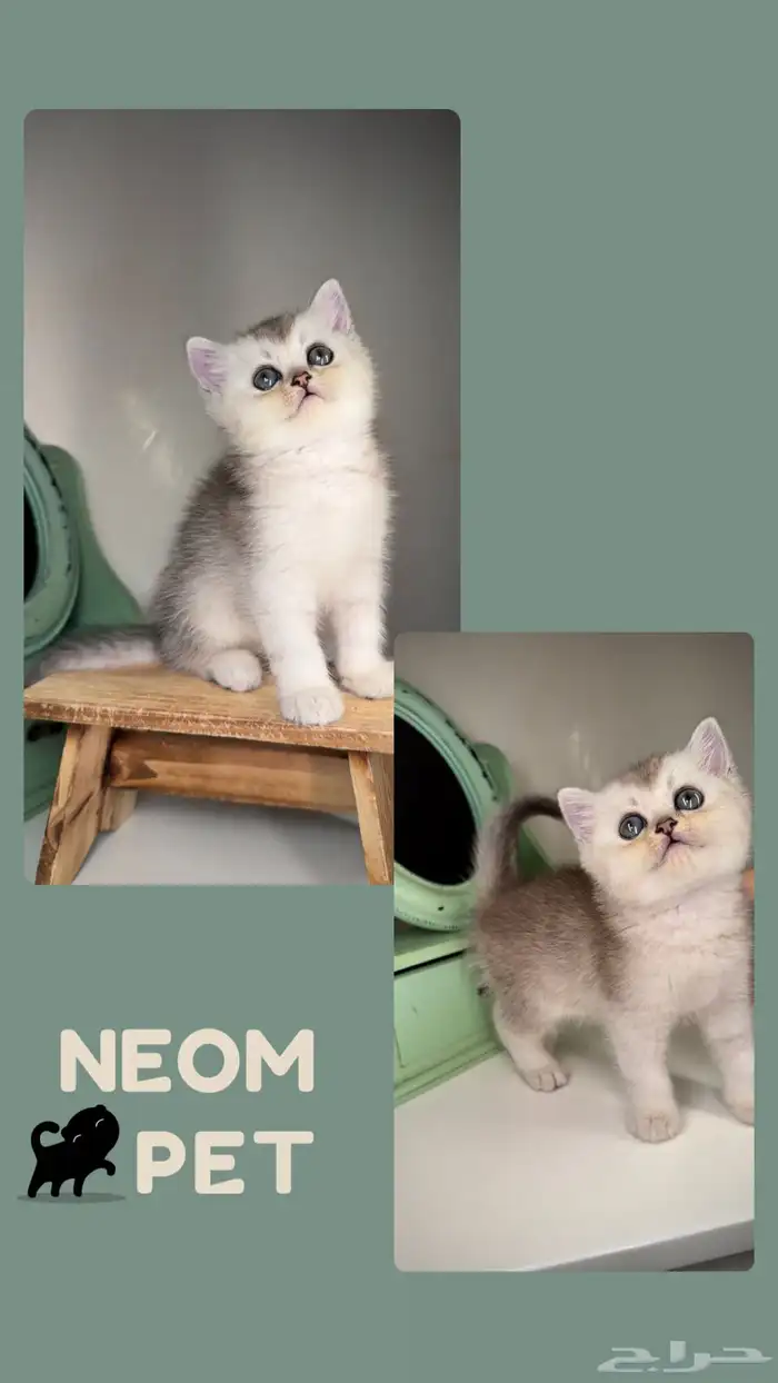 سكوتش فولد قطط للبيع صغيرة كيتن جدة مكة الطايف ذكر انثى قطه 4