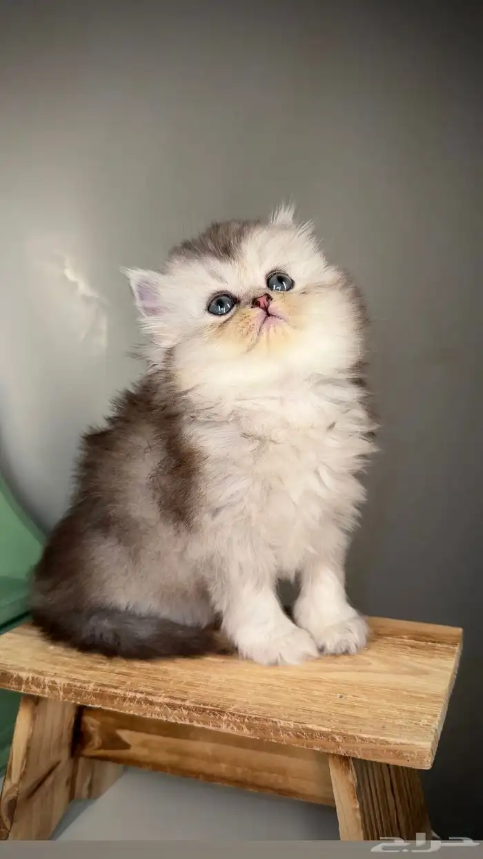 سكوتش فولد قطط للبيع صغيرة كيتن جدة مكة الطايف ذكر انثى قطه 0