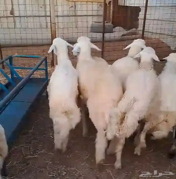 طليان حري نظف شحم فل من الطايف 0