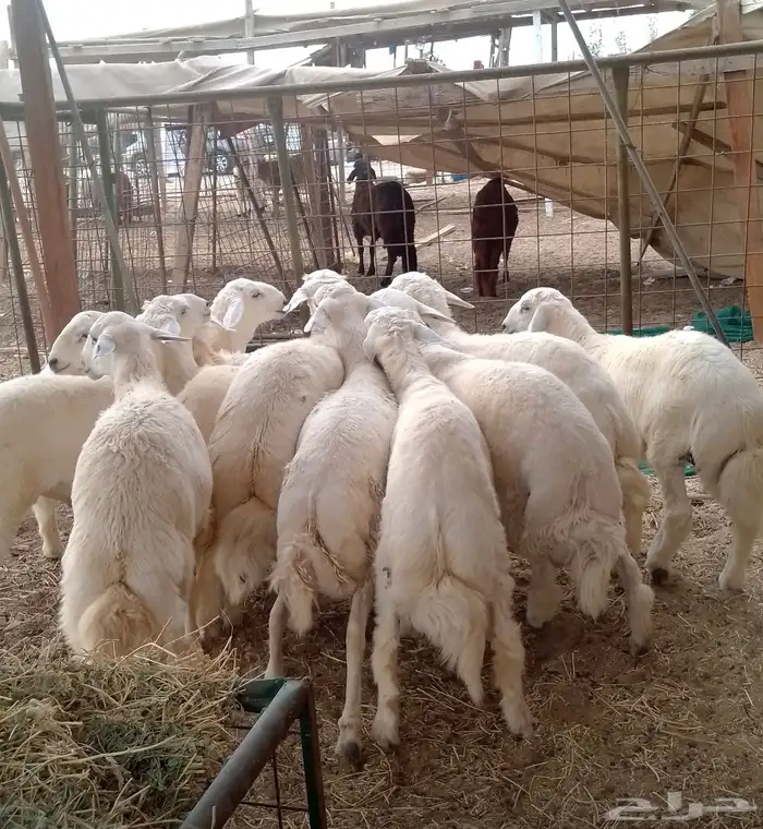 طليان حري نظف شحم فل من الطايف 1