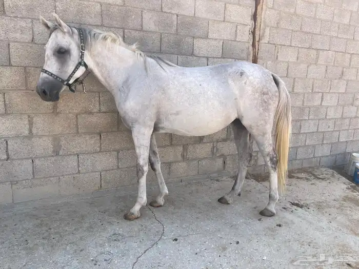 للبيع فرس واهو 0