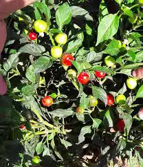 Cherry pepper(فلفل كرزي ) 1