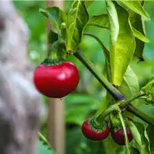 Cherry pepper(فلفل كرزي ) 0