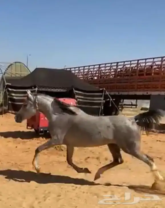 فرس جزيريه جاهزه 1