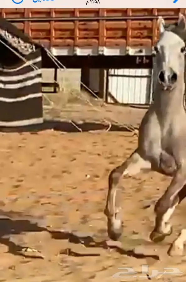 فرس جزيريه جاهزه 4