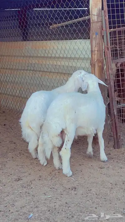 خرفان حريات طيبات ظهر وطرف 0