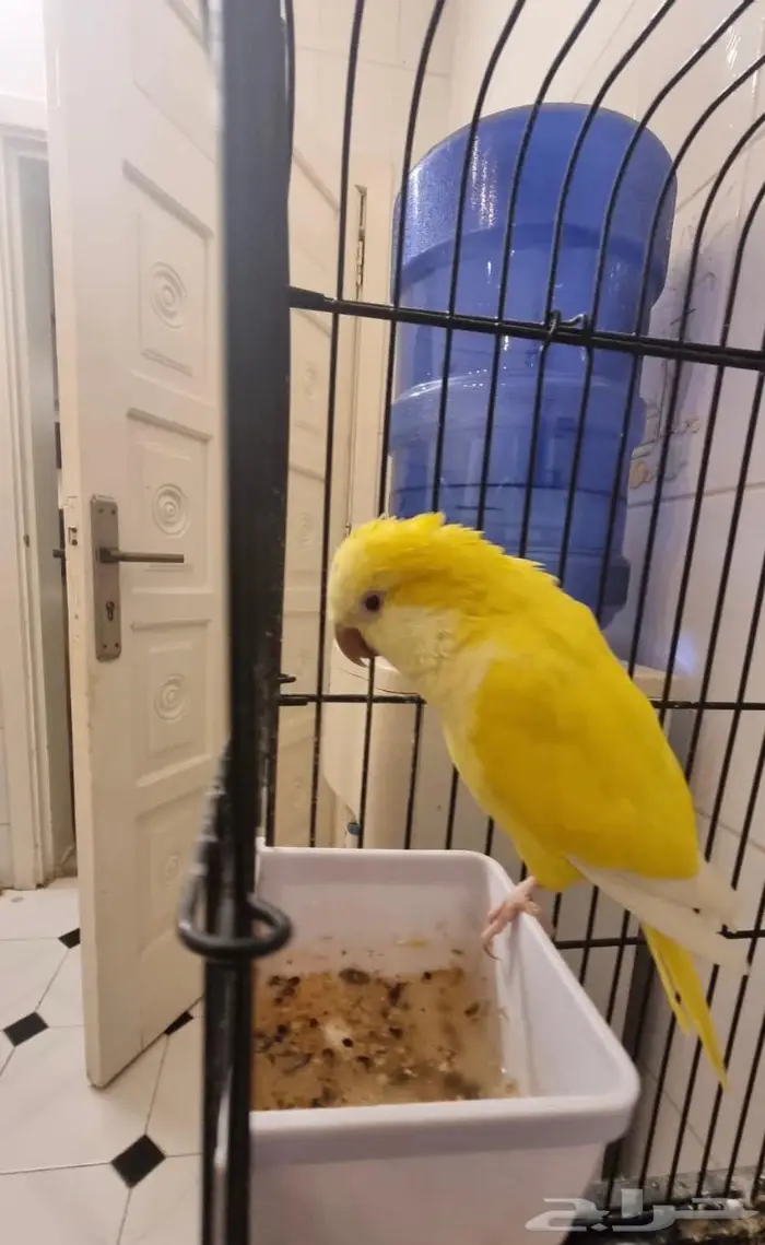 للبيع كويكر عمره سنتين 1