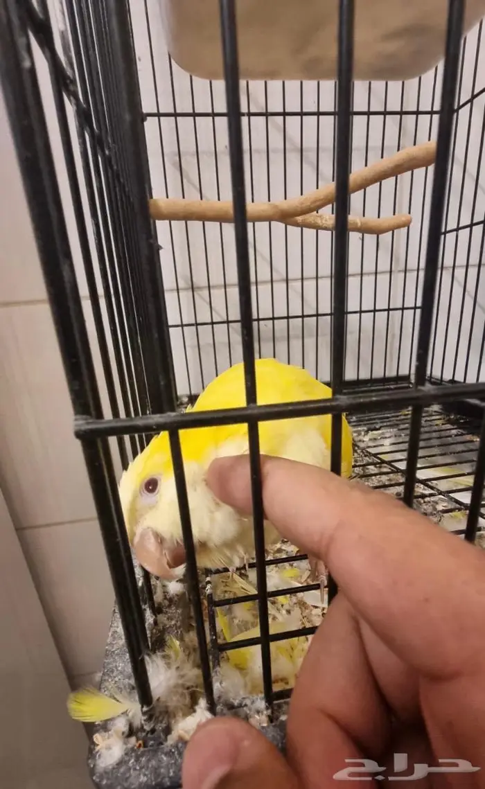 للبيع كويكر عمره سنتين 2