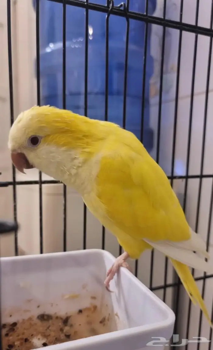 للبيع كويكر عمره سنتين 0