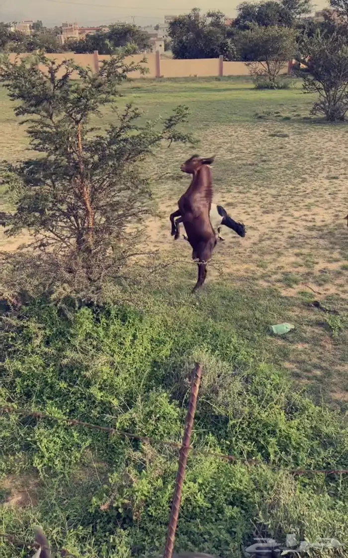 فحل 2