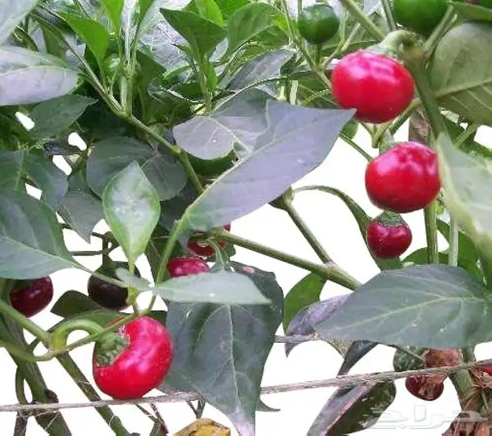 Cherry pepper(فلفل كرزي ) 5