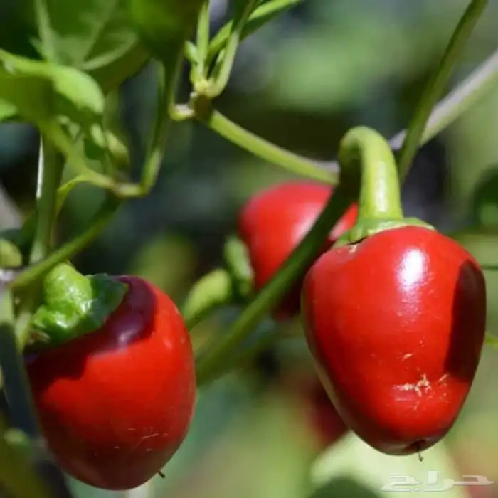 Cherry pepper(فلفل كرزي ) 3