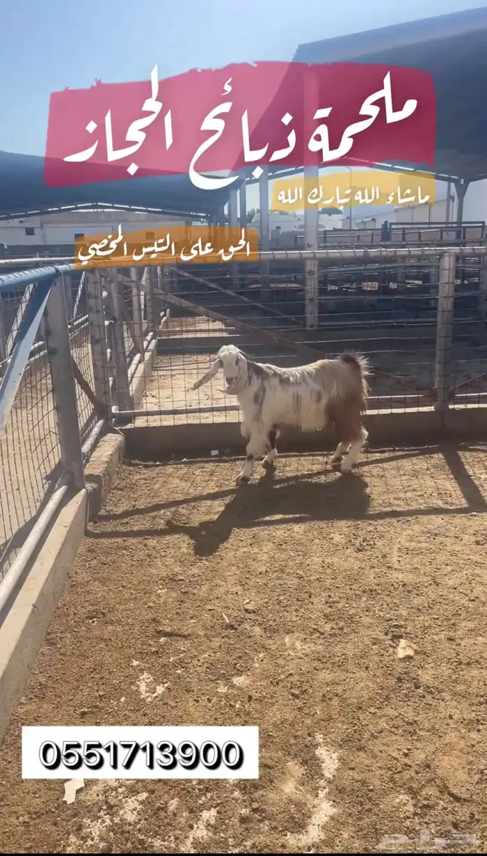 ملحمة ذبائح الحجاز-مخطط البدراني 2