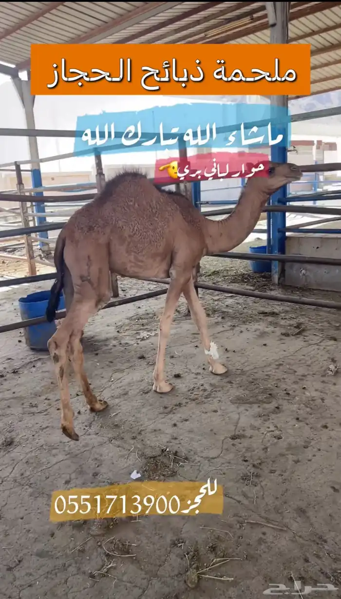 ملحمة ذبائح الحجاز-مخطط البدراني 0