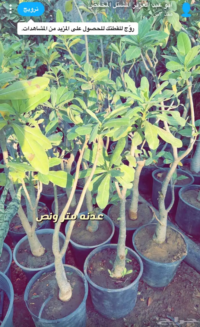 شتلات واشجار داخليه وخارجيه ومثمره 6