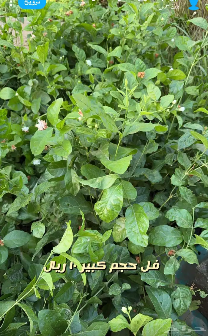 شتلات واشجار داخليه وخارجيه ومثمره 3