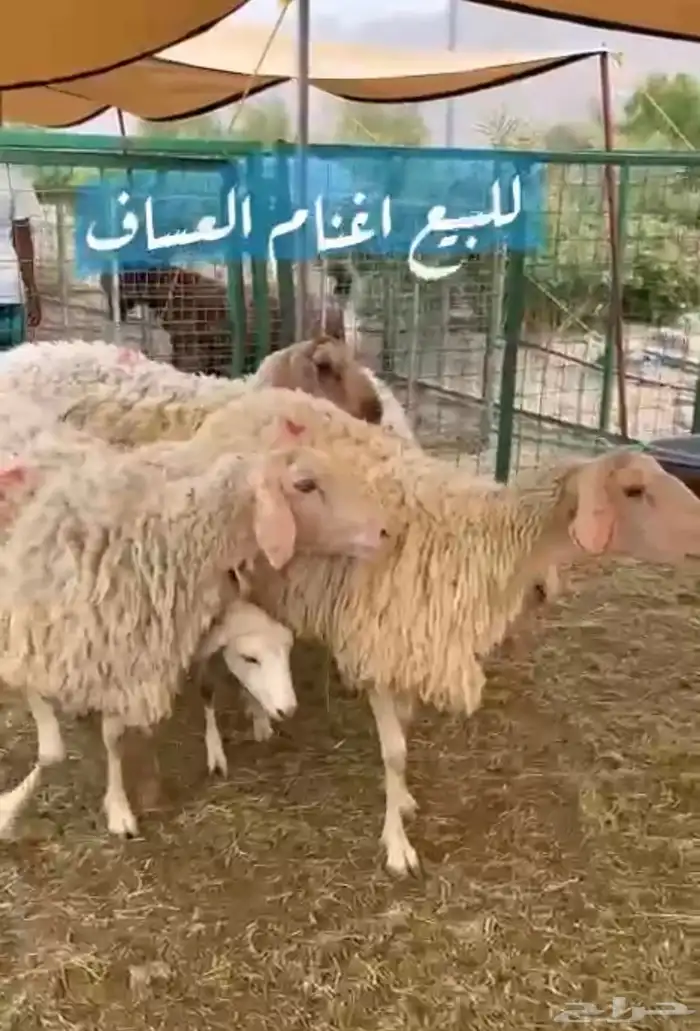 اغنام العساف الفلسطينية النادرة 2