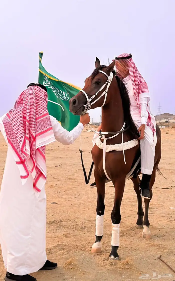خيل وفرسان جاهزين للأحتفالات وللأعلانات 8