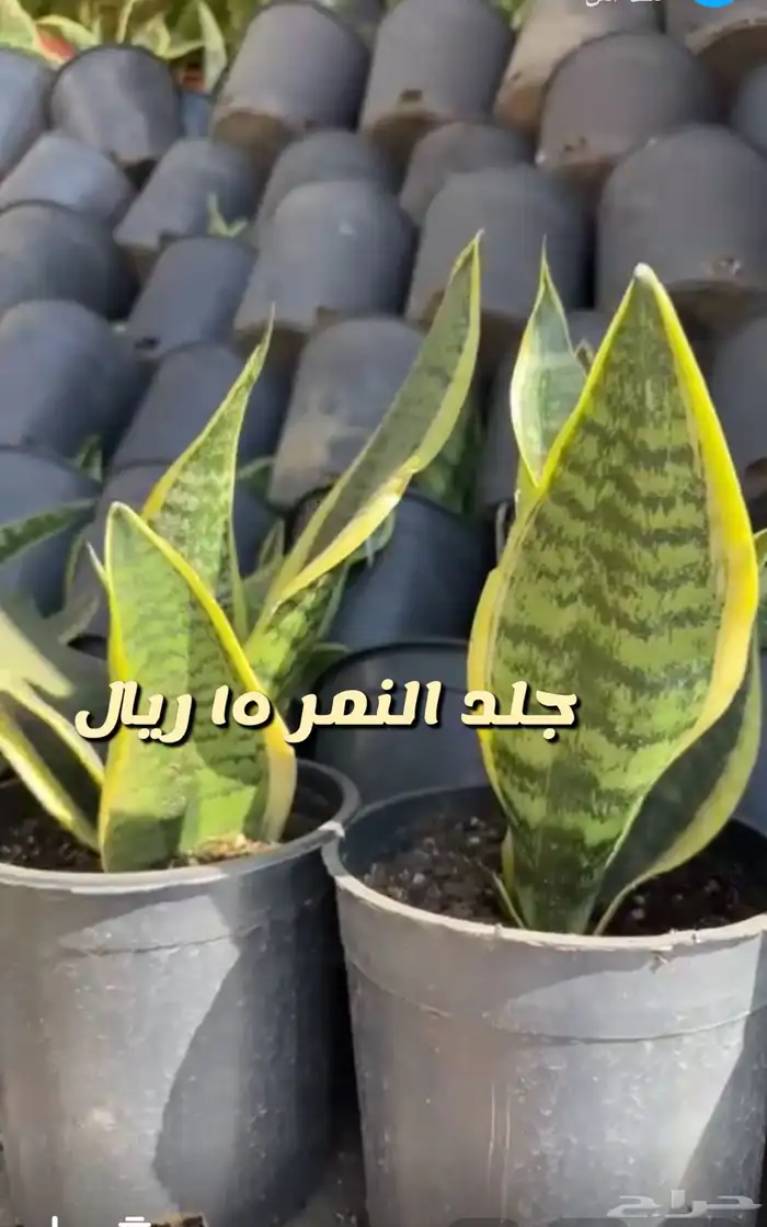 شتلات واشجار داخليه وخارجيه ومثمره 0