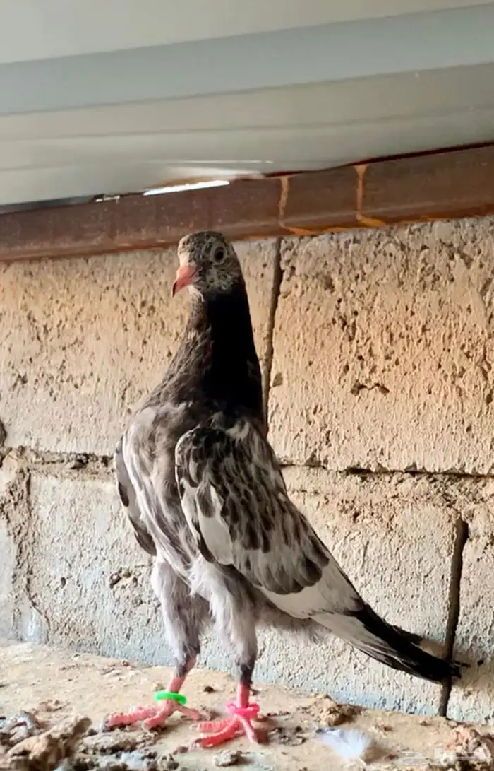 للبيع طبه تيدي تم البيع 3