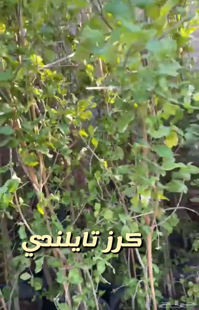 شتلات واشجار داخليه وخارجيه ومثمره 5