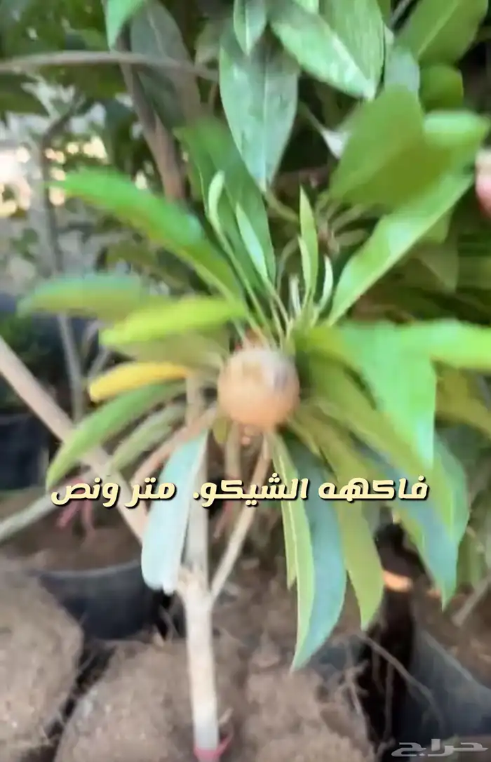 شتلات واشجار داخليه وخارجيه ومثمره 4