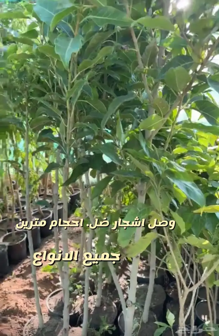 شتلات واشجار داخليه وخارجيه ومثمره 1