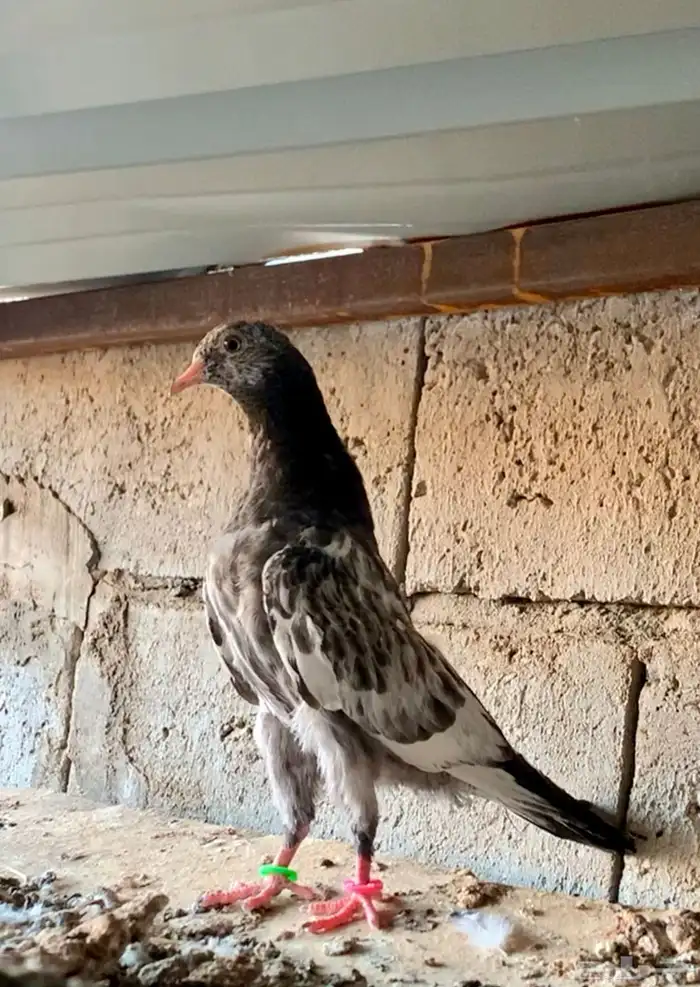 للبيع طبه تيدي تم البيع 2