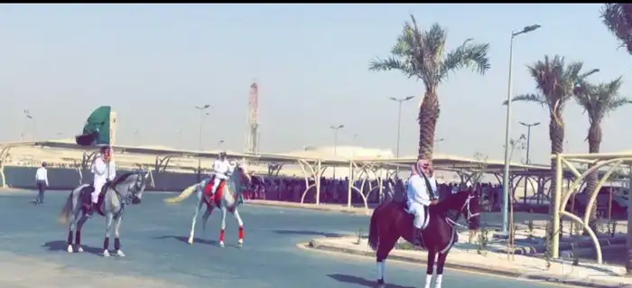 للمناسبات واحتفالات اليوم الوطني(خيل-سيسي-جمل-حنطور) 0