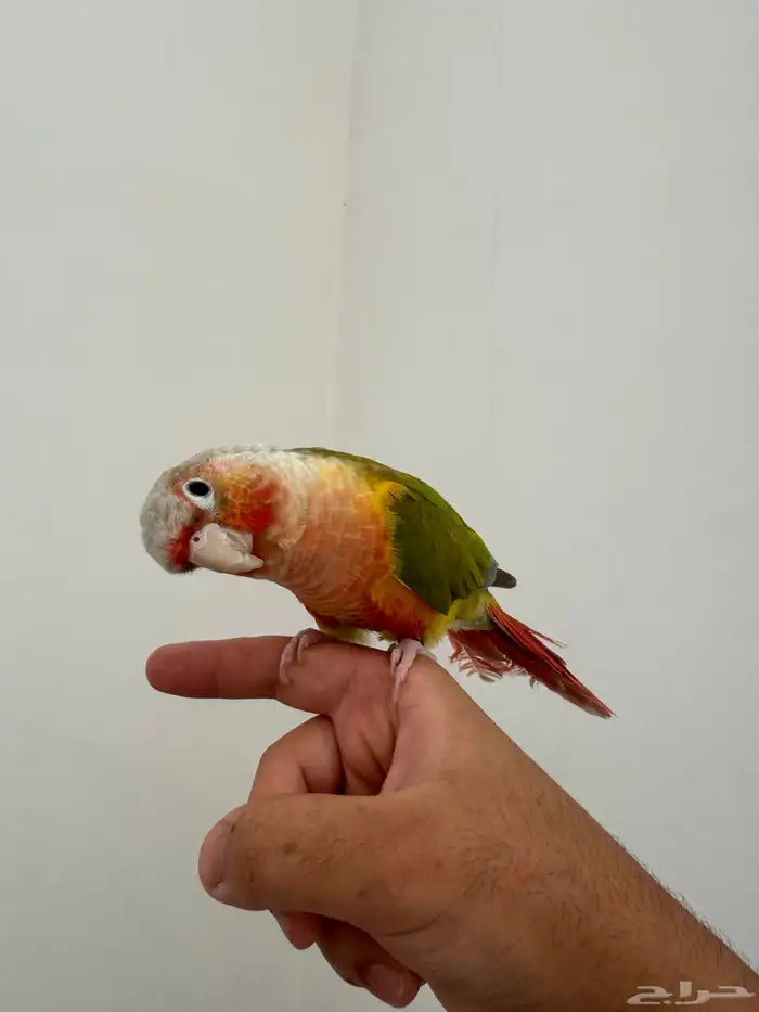 كنيور اناناس رد فاكتور 0