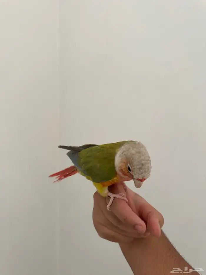 كنيور اناناس رد فاكتور 3