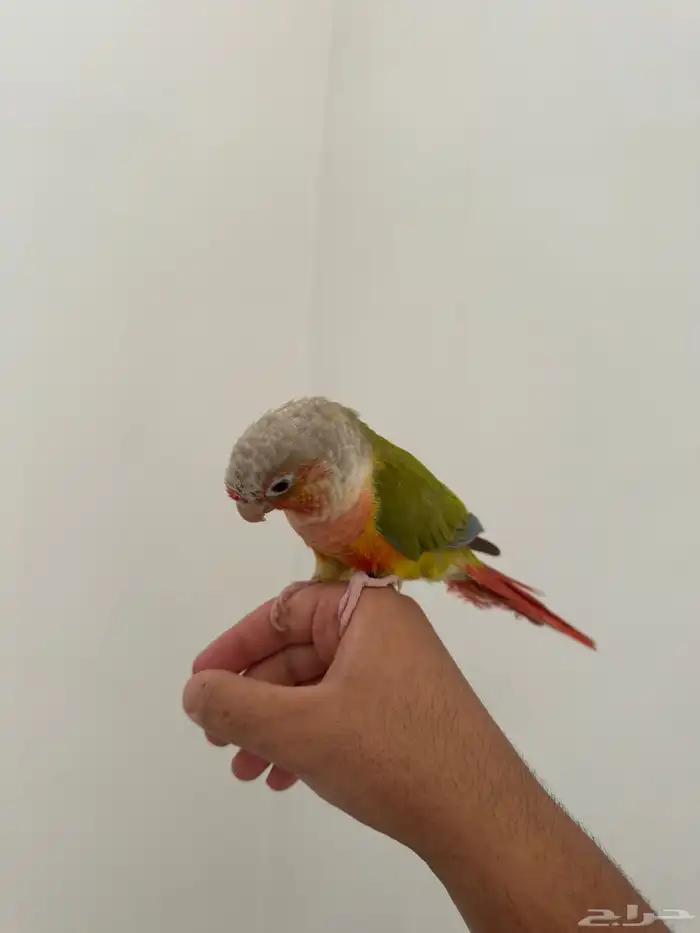 كنيور اناناس رد فاكتور 2