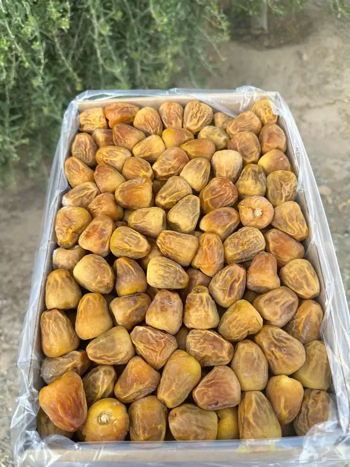تمر سكري مفتل فاخر 2