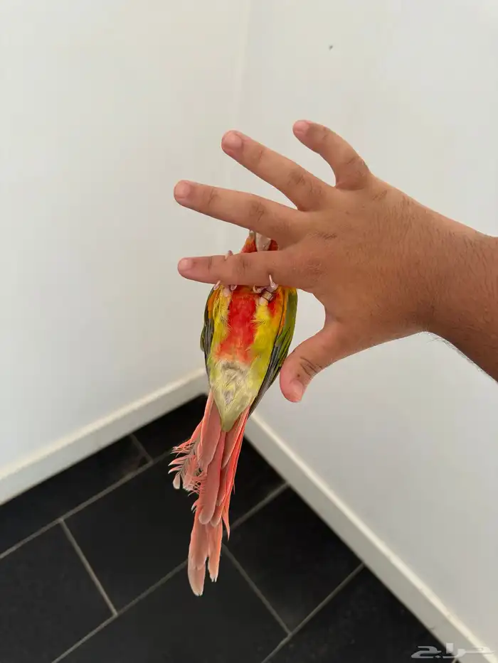 كنيور اناناس رد فاكتور 4