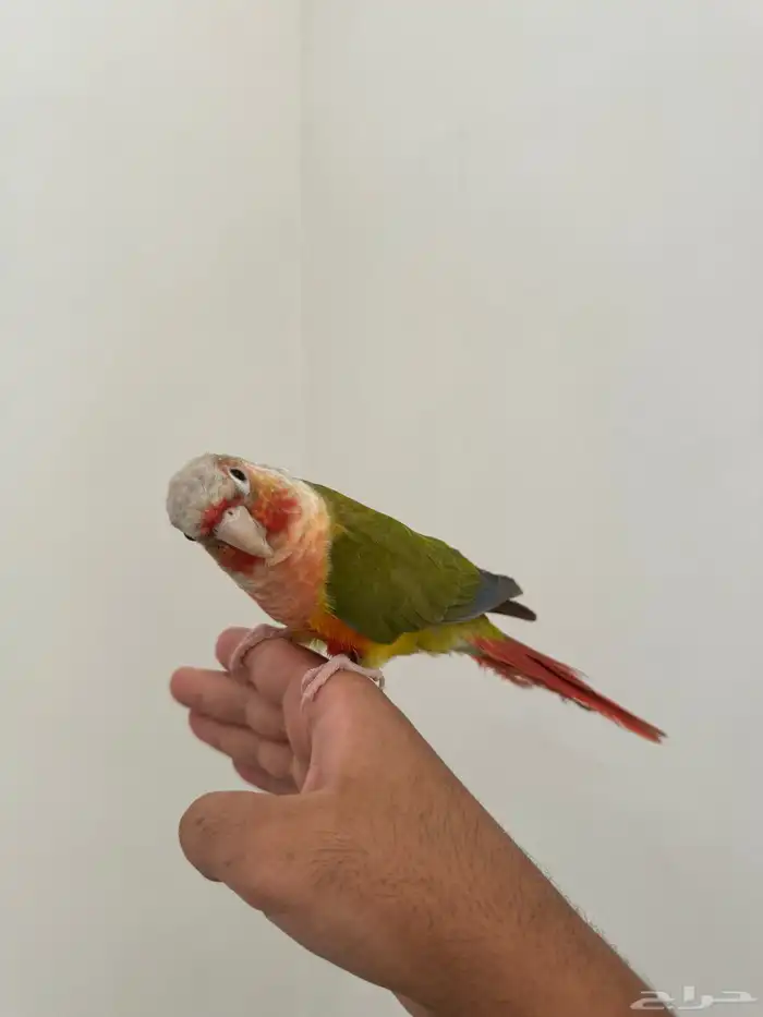 كنيور اناناس رد فاكتور 1