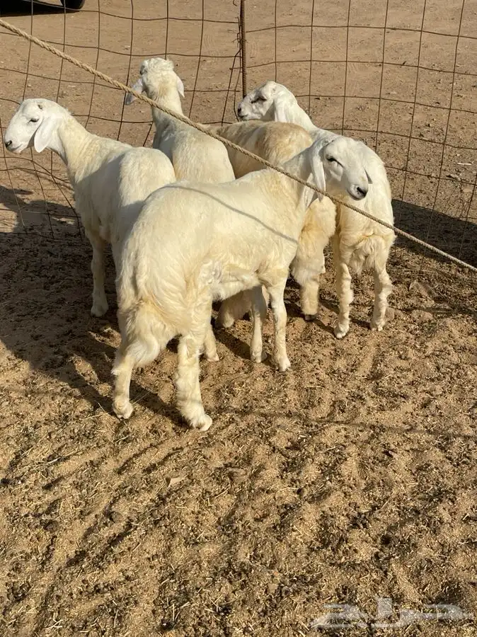 ذبايح حري طليان رخال جدة طريق بريمان توصيل لحد بيتك 0