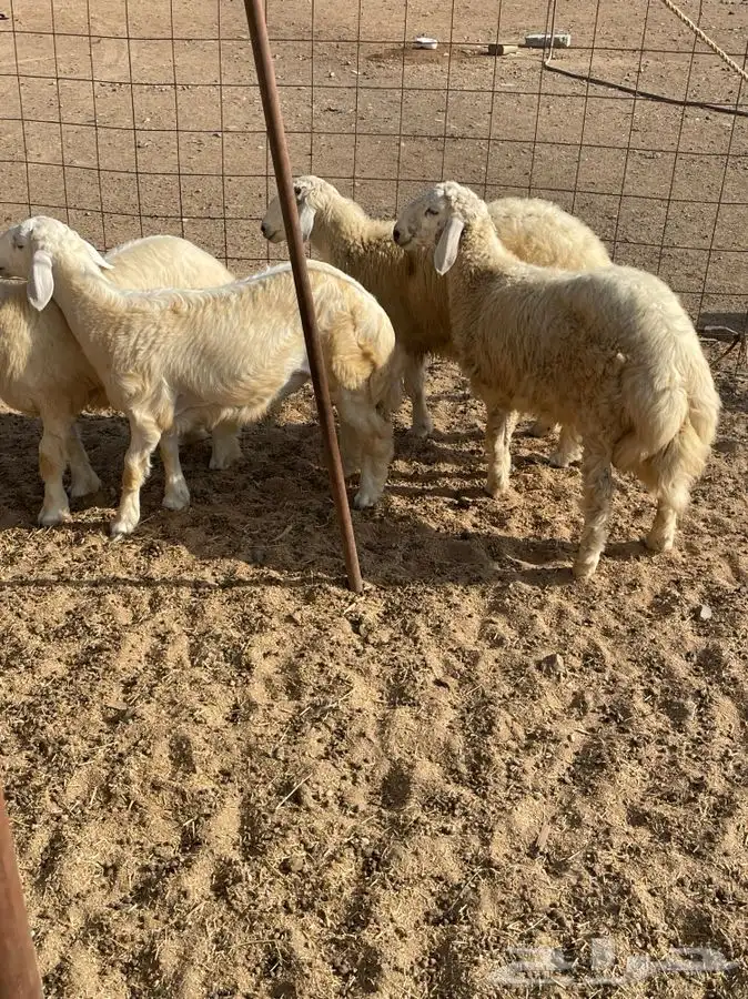 ذبايح حري طليان رخال جدة طريق بريمان توصيل لحد بيتك 4