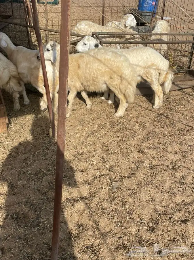 ذبايح حري طليان رخال جدة طريق بريمان توصيل لحد بيتك 3