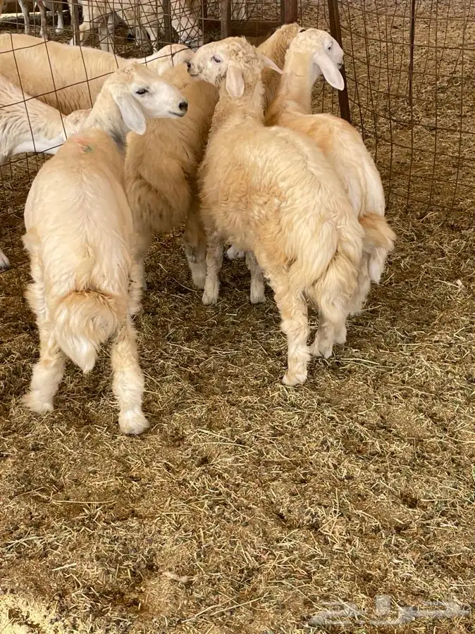 ذبايح حري طليان رخال جدة طريق بريمان توصيل لحد بيتك 5