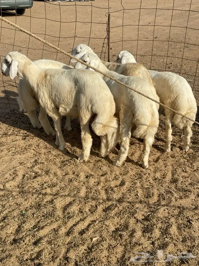 ذبايح حري طليان رخال جدة طريق بريمان توصيل لحد بيتك 1
