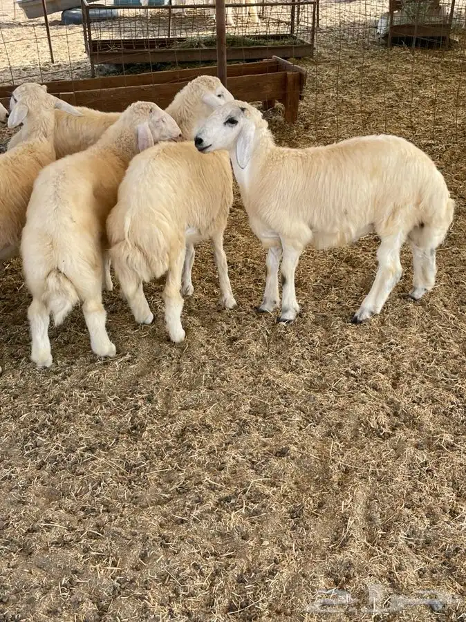 ذبايح حري طليان رخال جدة طريق بريمان توصيل لحد بيتك 2